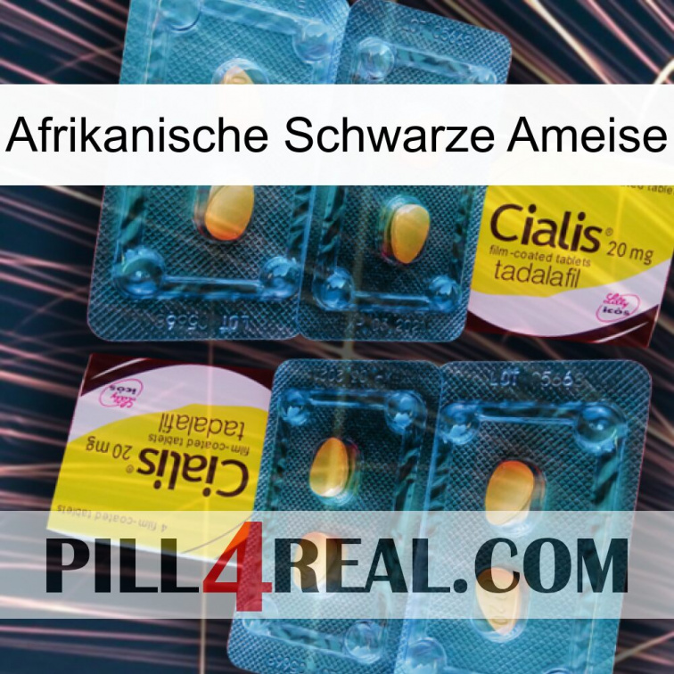 African Black Ant cialis5